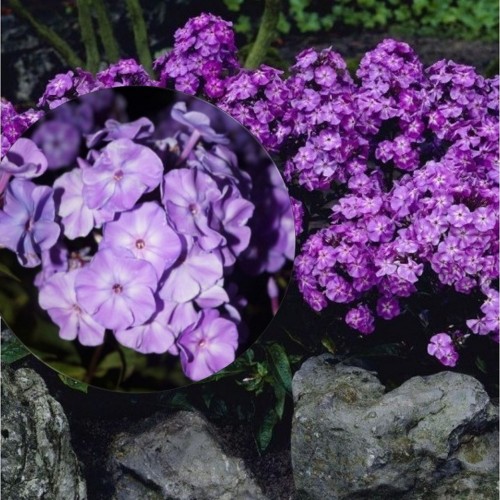 Phlox paniculata 'Blue Boy' - Aed-leeklill 'Blue Boy' P9/0,55L 